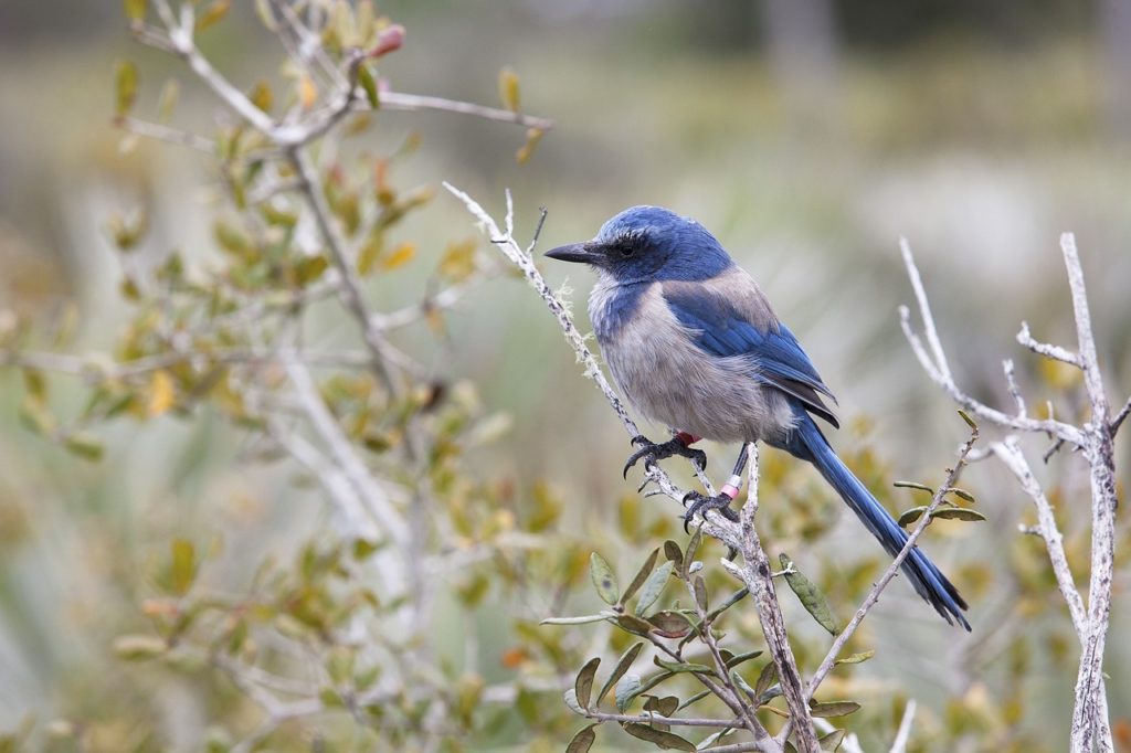 florida scrub jay, bird, wildlife